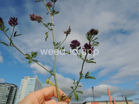 alfalfa